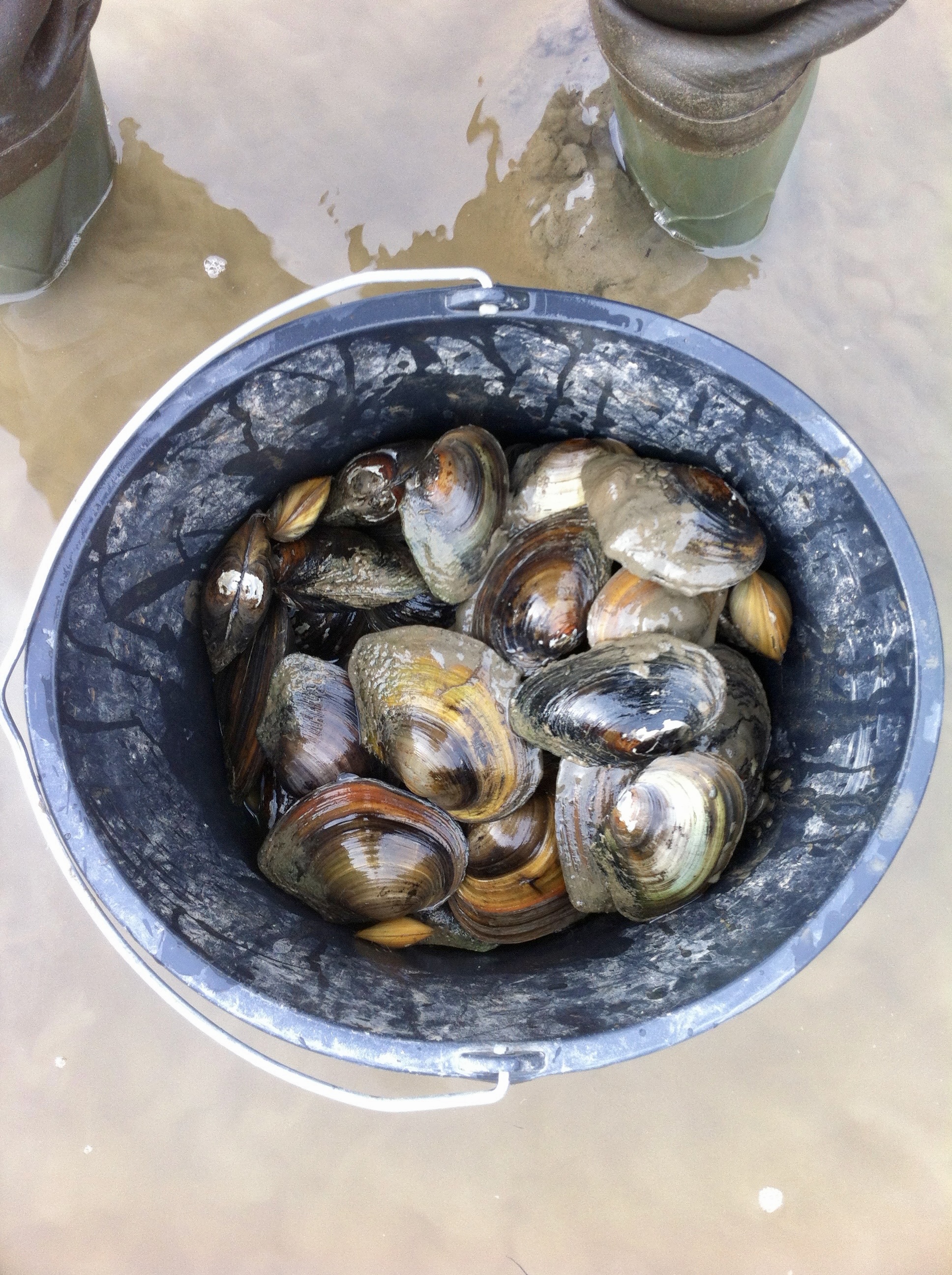 Eimer mit gesammelten Muscheln